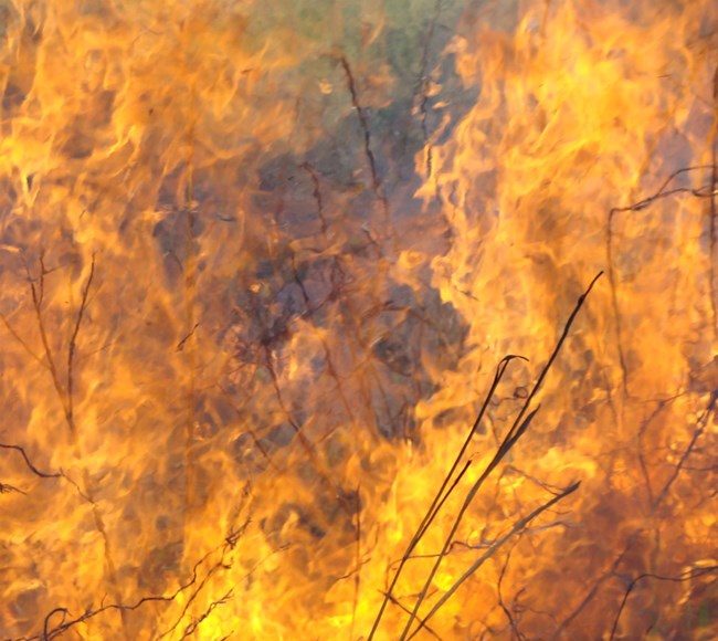 Wildfire in Belize